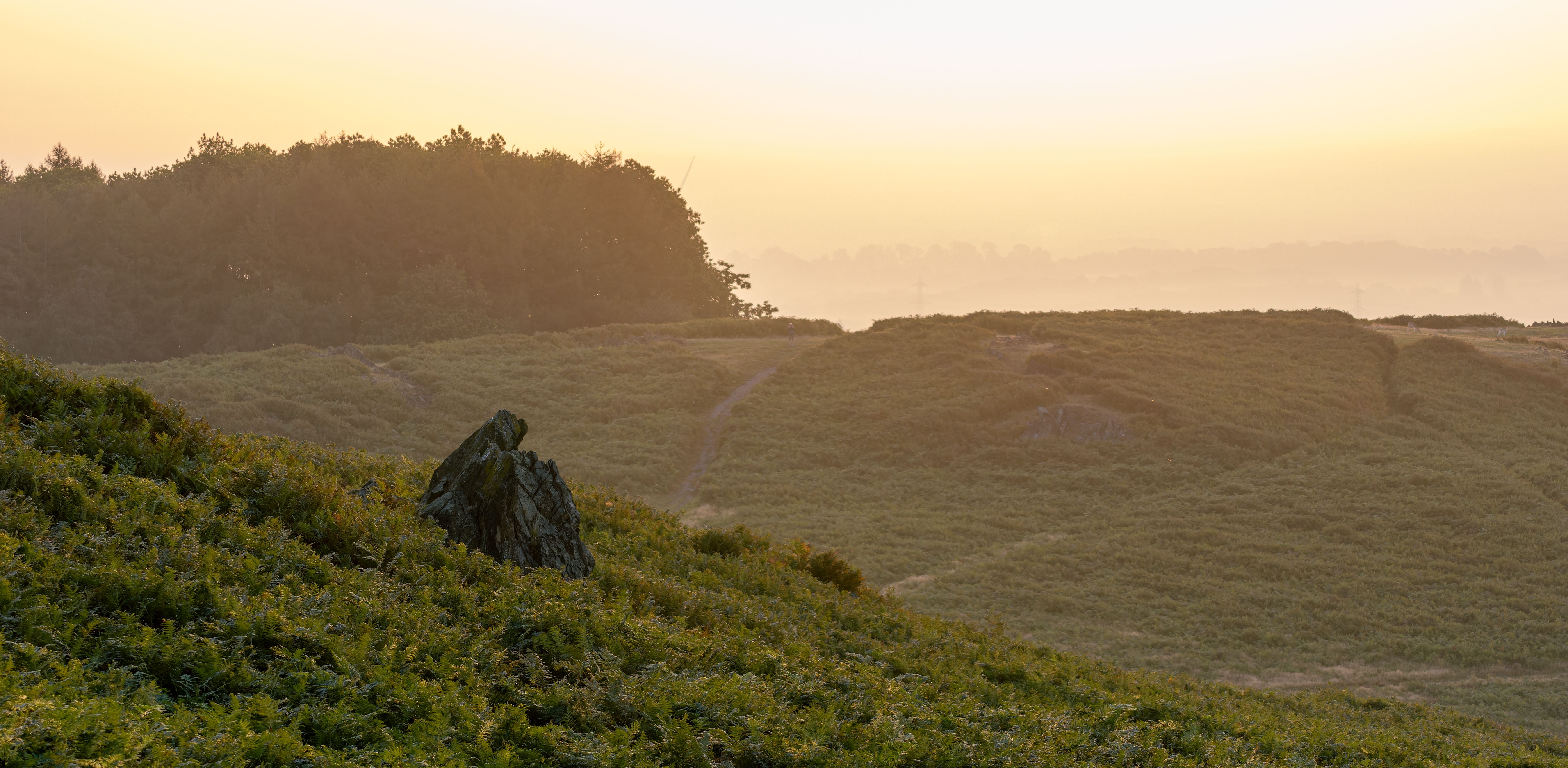 Hills of ferns in the park with a large boulder.