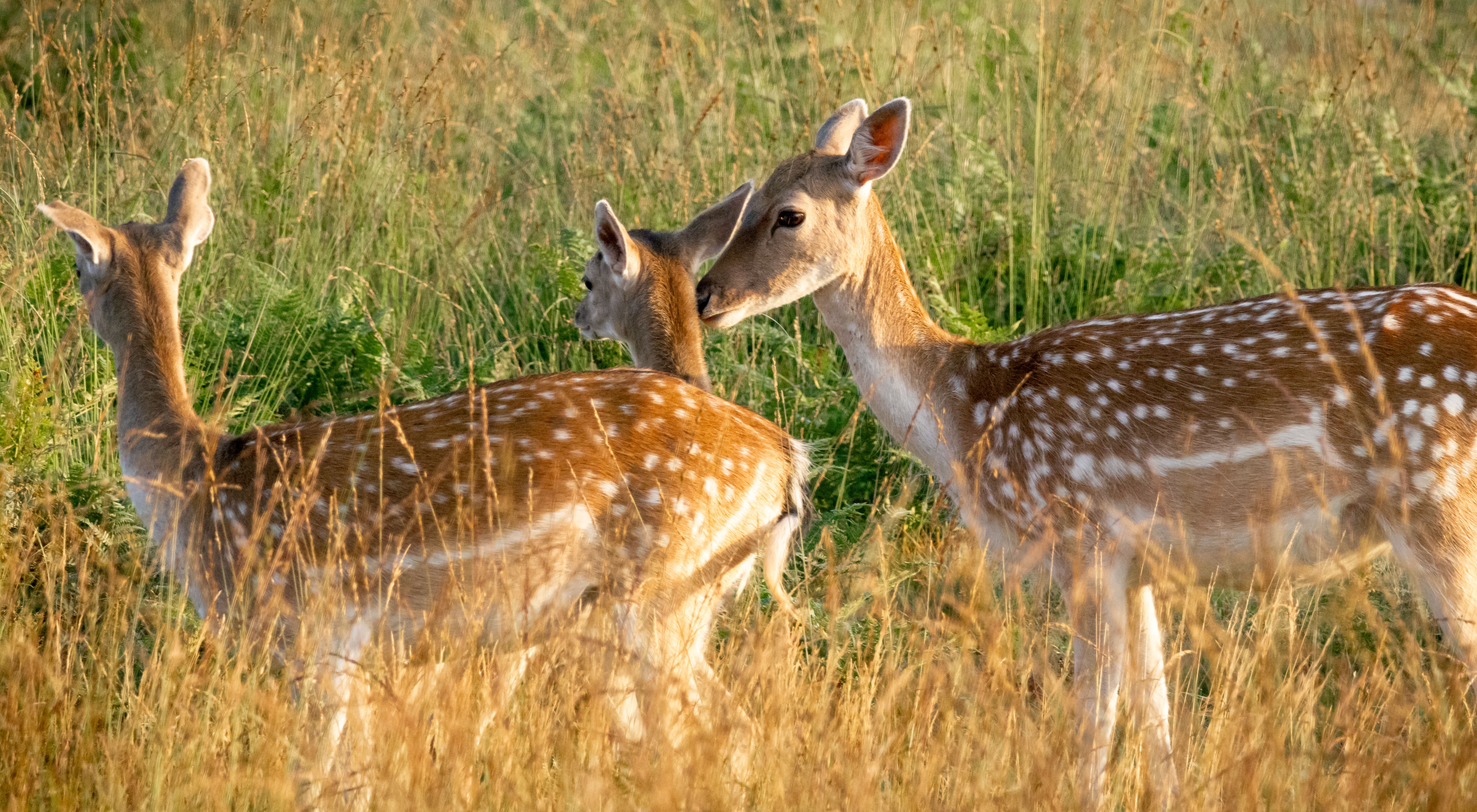 Three spotted deer standing in tall grass. A doe has its nose pressed up close to it's fawns neck.