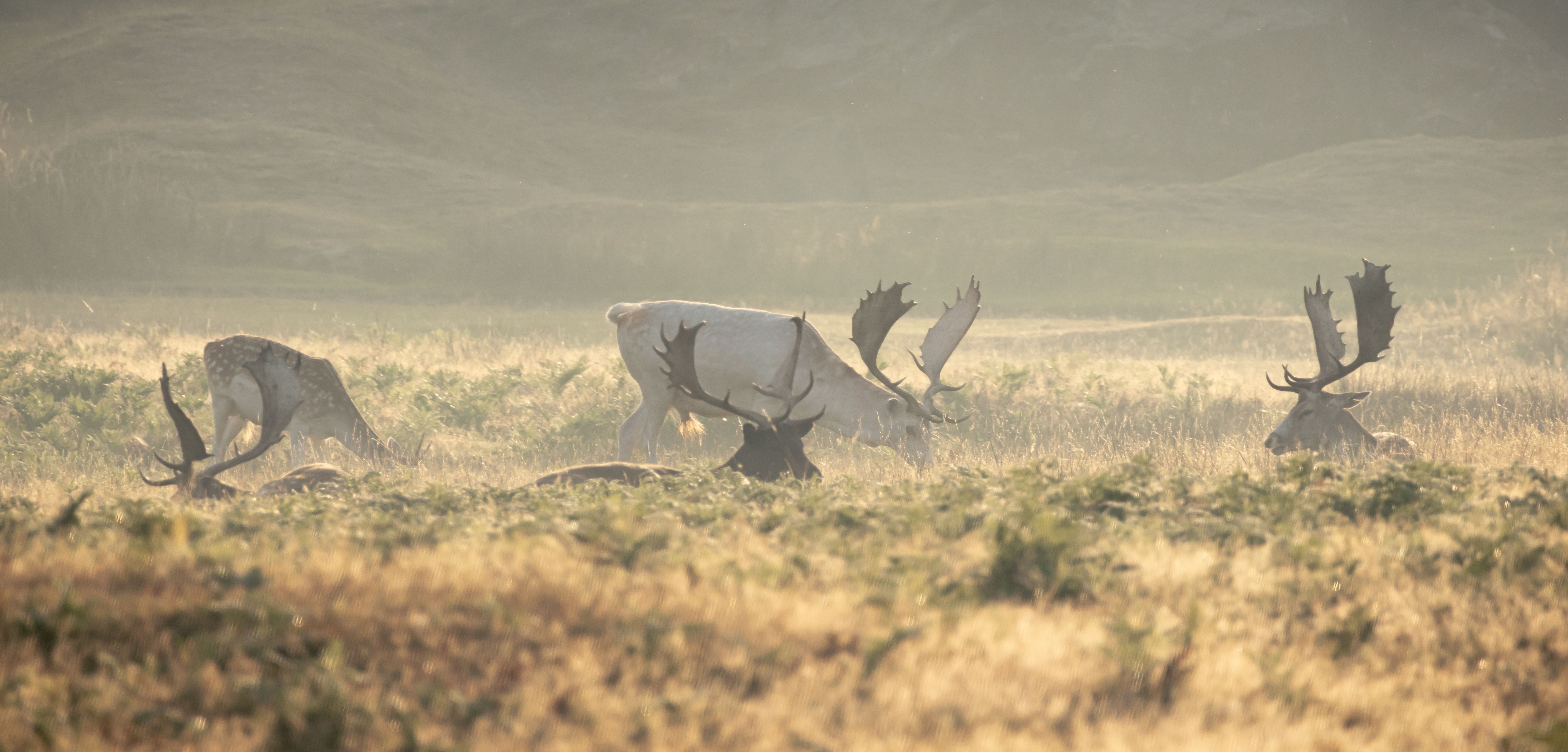A group of fallow deer laying in ferns and tall grass.