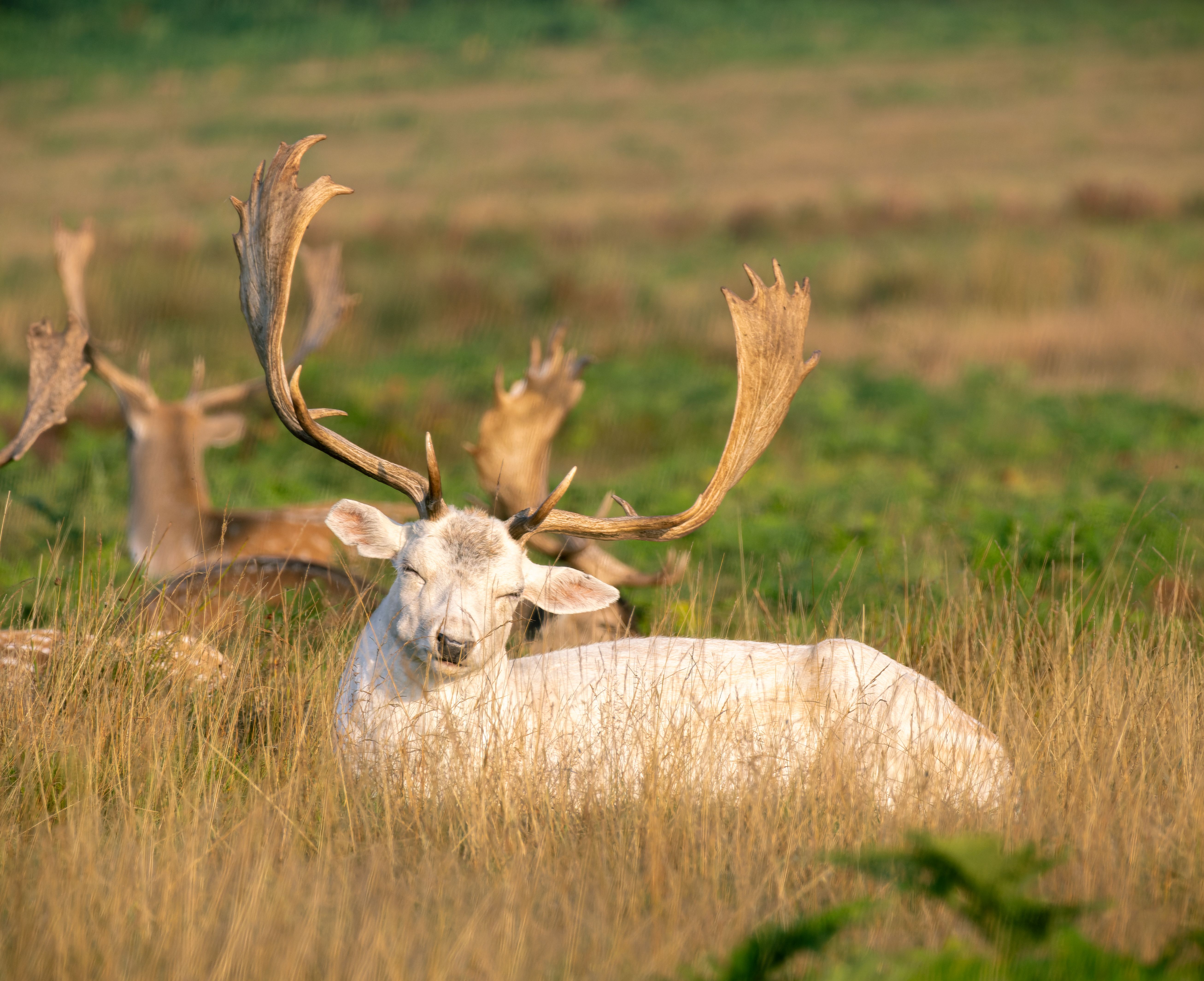 A very sleepy looking all white fallow buck.