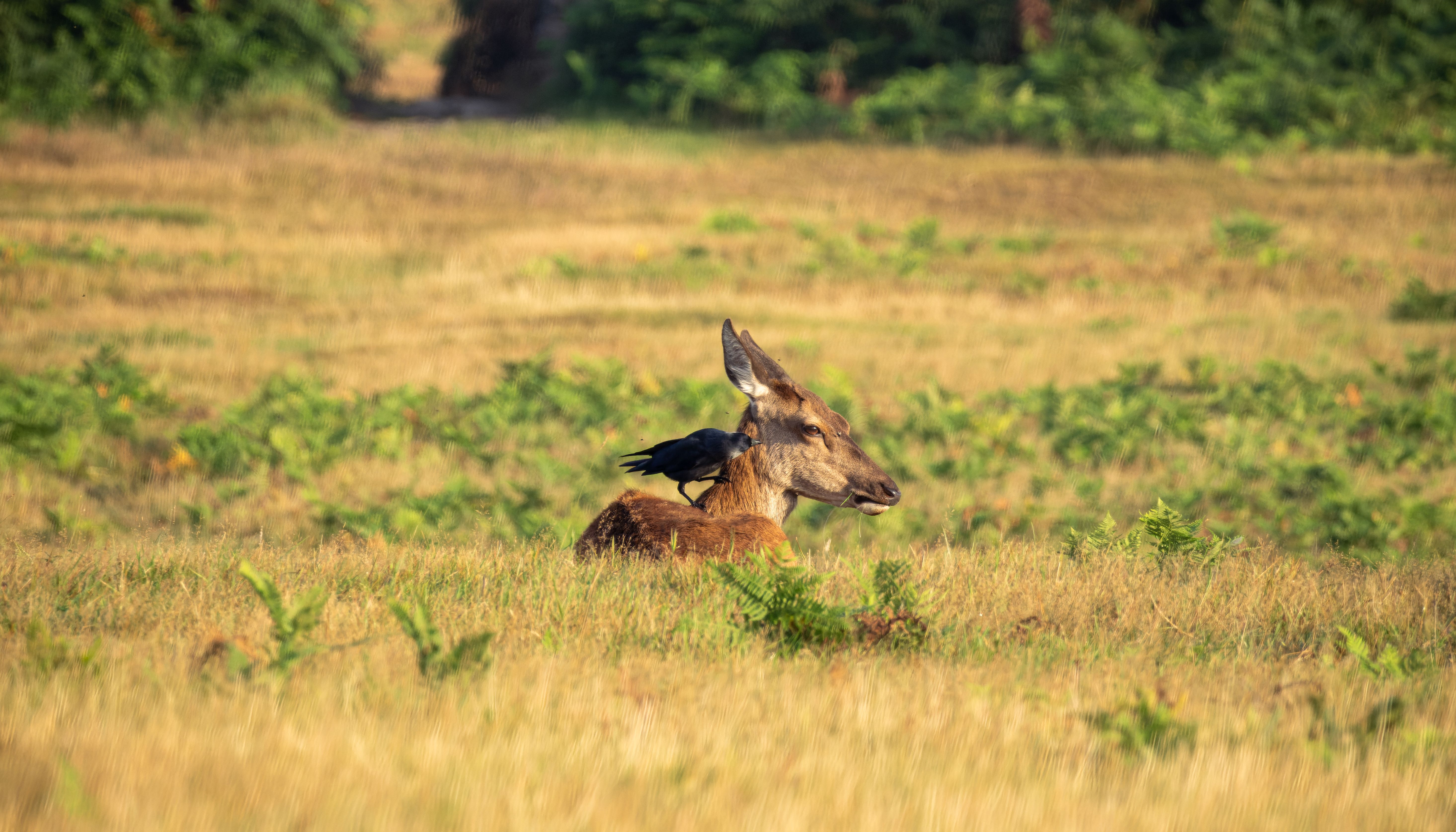 A red deer laying in medium grass. A crow standing on its back picking at bugs on the deer's face.