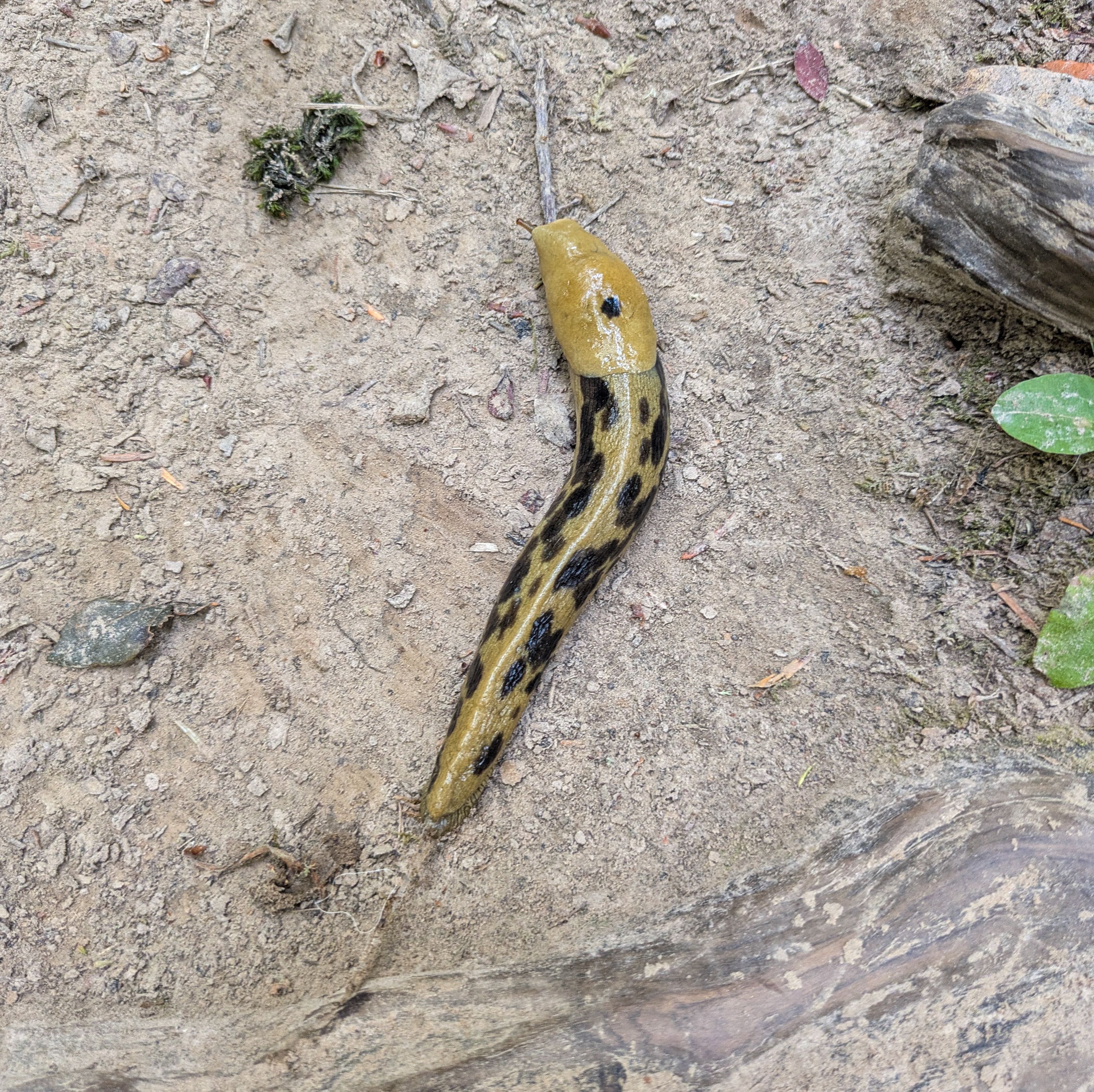 A banana slug