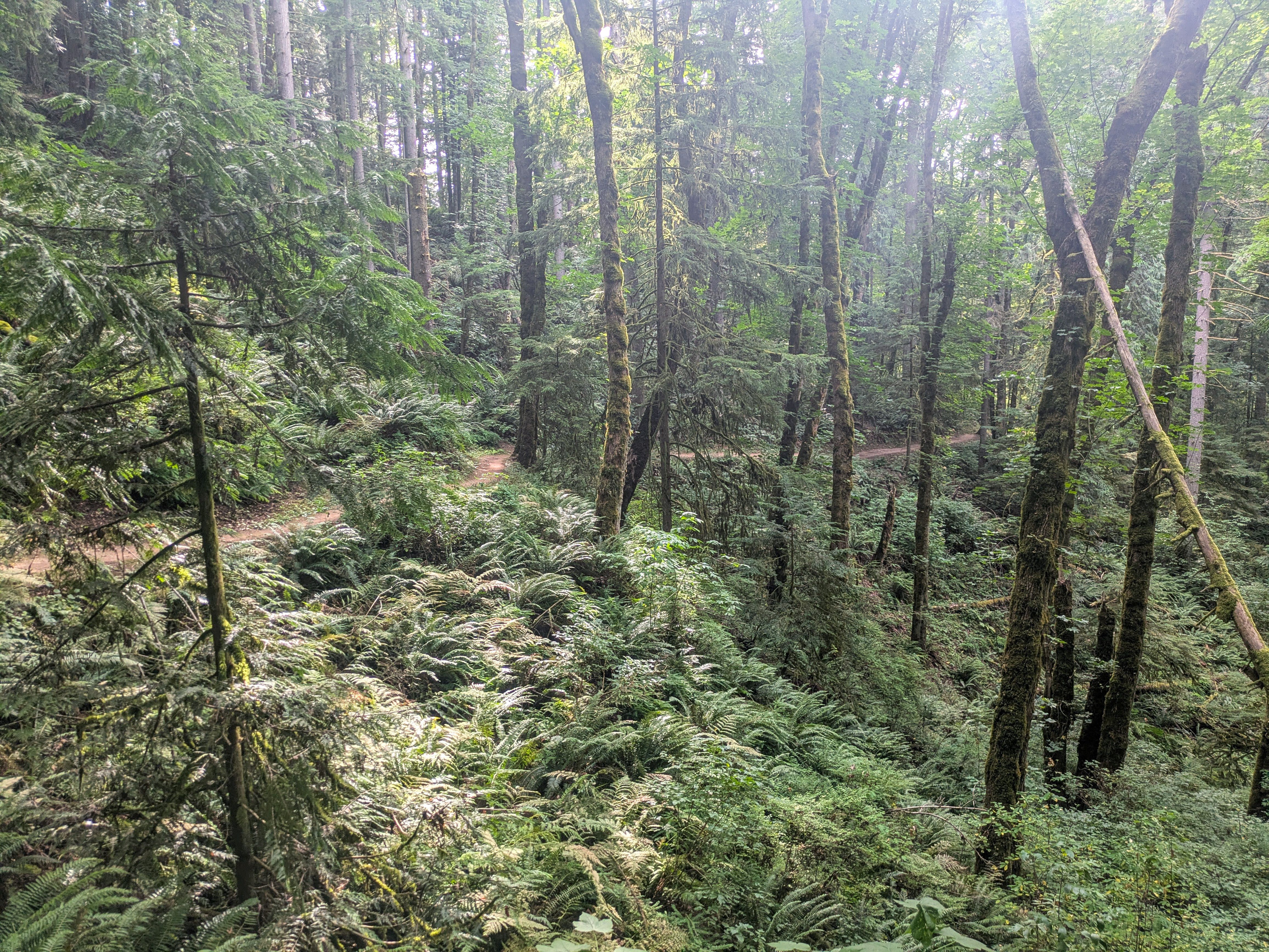 A view of the trail surrounded by trees and foliage