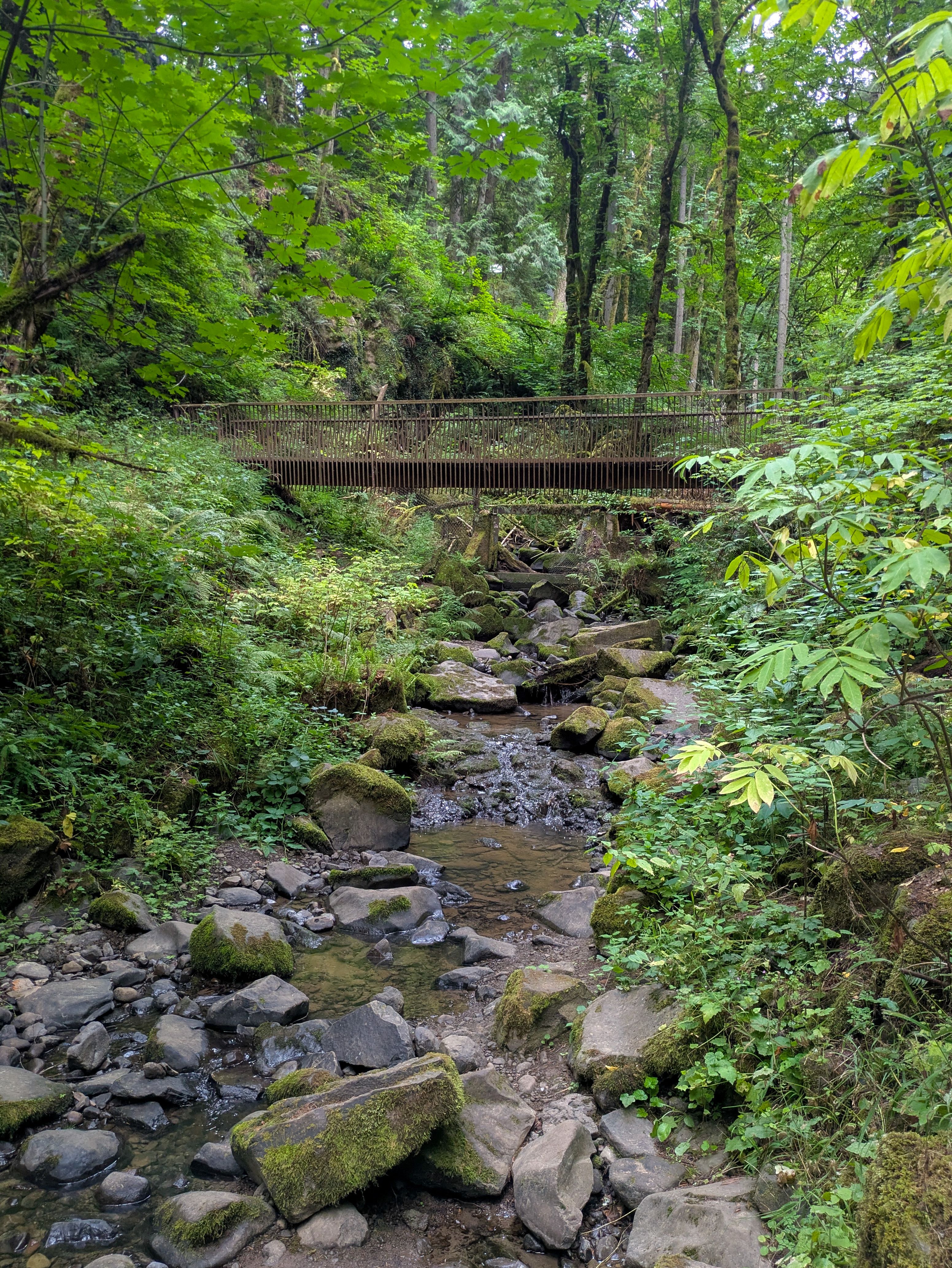A wooden bridge in a forest