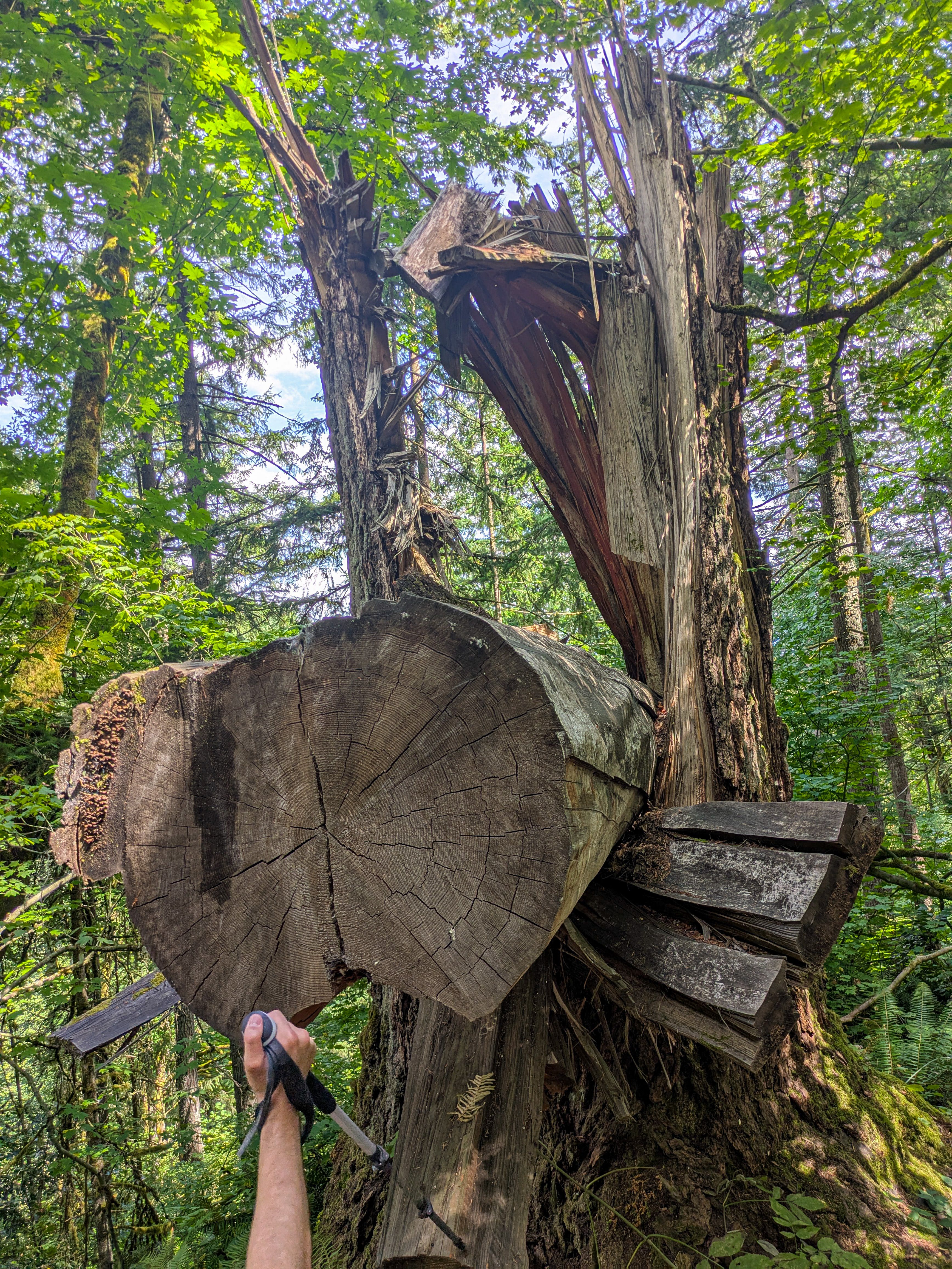A tree which fell and bisected another tree