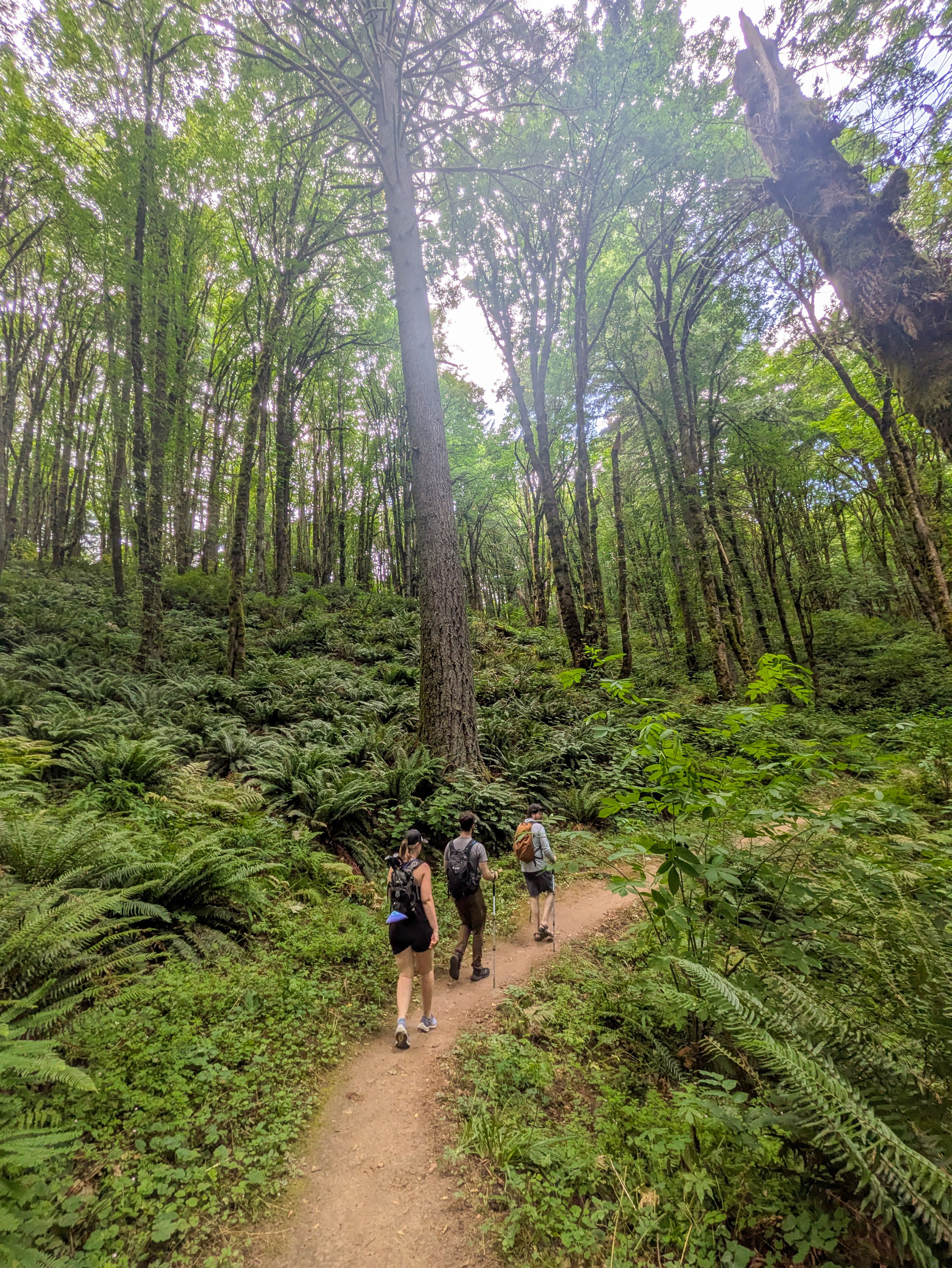 Three friends walking through a forest