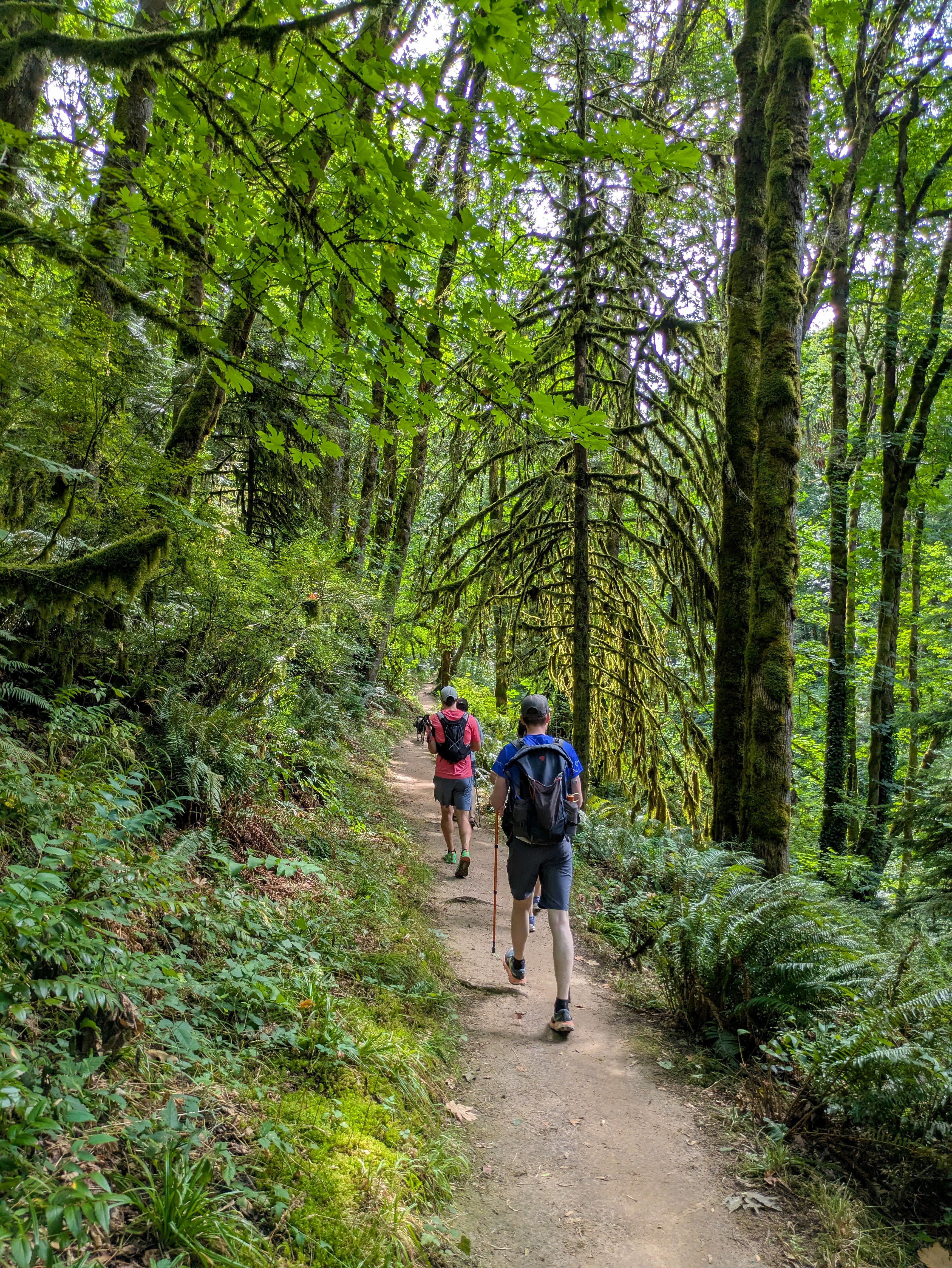 Two slightly more different friends walking through a forest